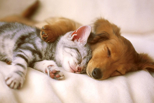 couple a housesitters pet sitting